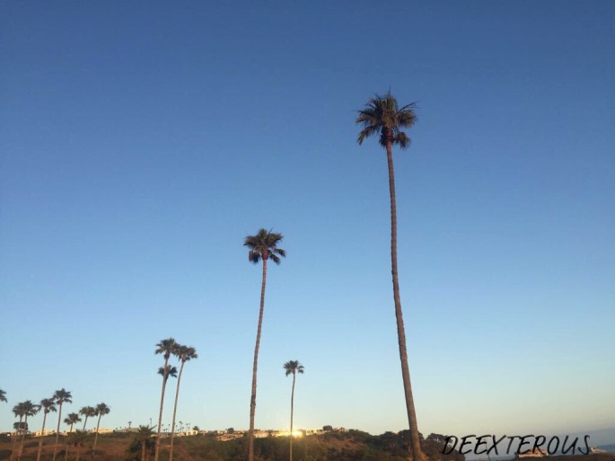 Palm trees at Malibu, California